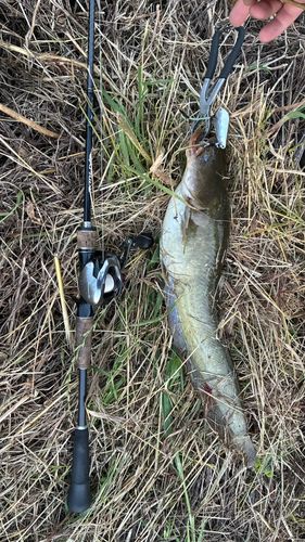 マナマズの釣果