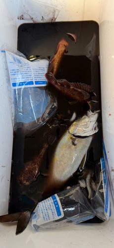 カンパチの釣果