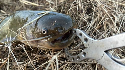 マナマズの釣果