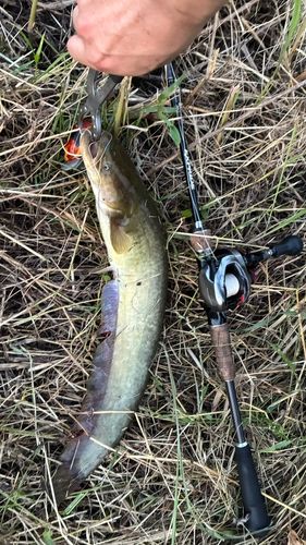 マナマズの釣果