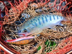 ヤマメの釣果