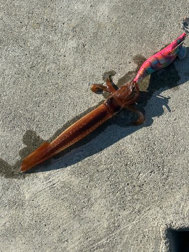 イカの釣果