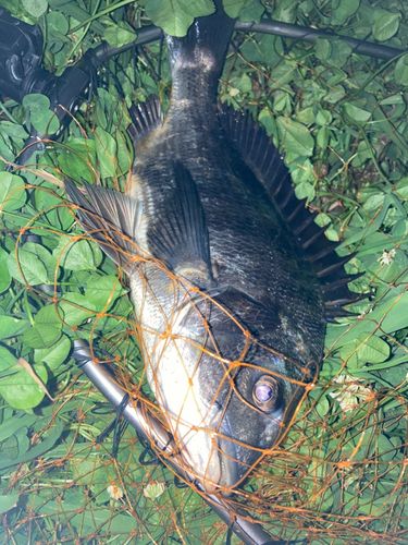 チンチンの釣果