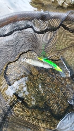 アユの釣果