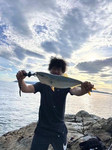 ツバスの釣果