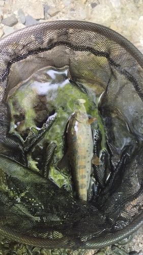 ヤマメの釣果