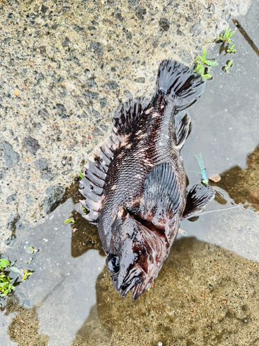 クロソイの釣果