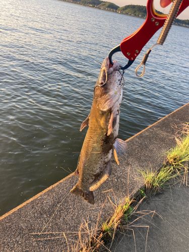 アメリカナマズの釣果