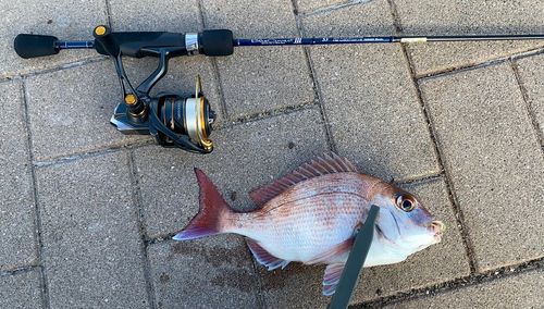 チャリコの釣果