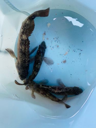 エゾメバルの釣果