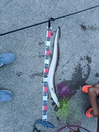 ハモの釣果
