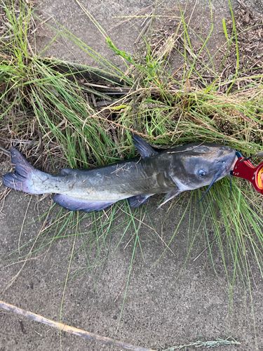アメリカナマズの釣果