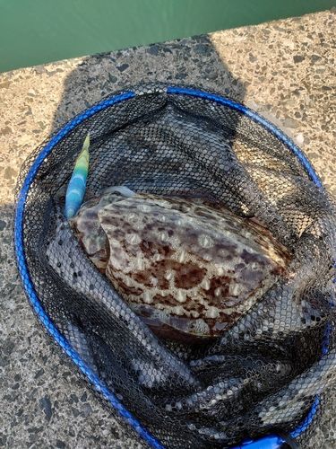 モンゴウイカの釣果