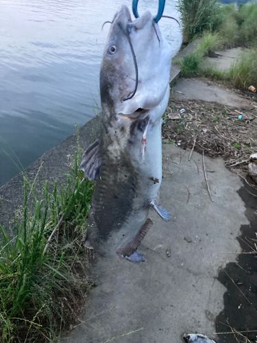 アメリカナマズの釣果