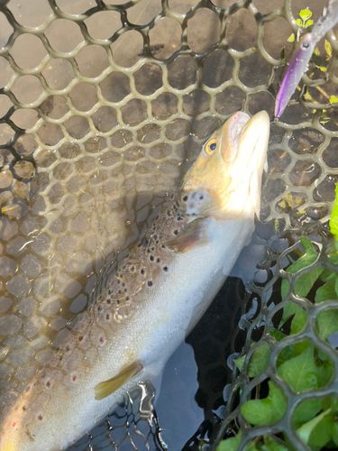 ブラウントラウトの釣果
