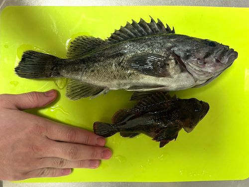 クロソイの釣果