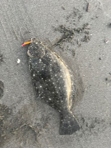 ヒラメの釣果