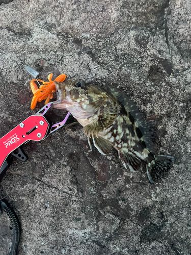 カサゴの釣果