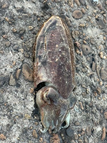 コウイカの釣果