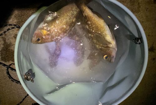 エゾメバルの釣果