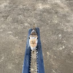 ヒイラギ