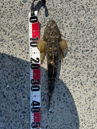マゴチの釣果