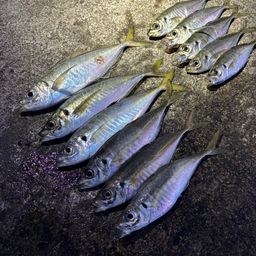 アジ
