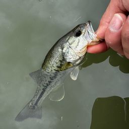 ラージマウスバス