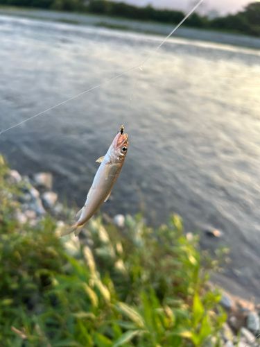チアユの釣果