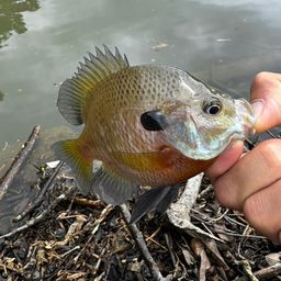 ラージマウスバス