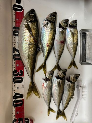 アジの釣果