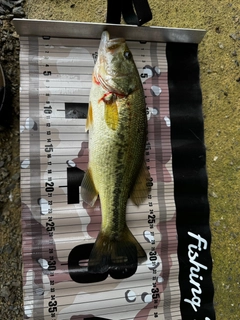 ラージマウスバスの釣果