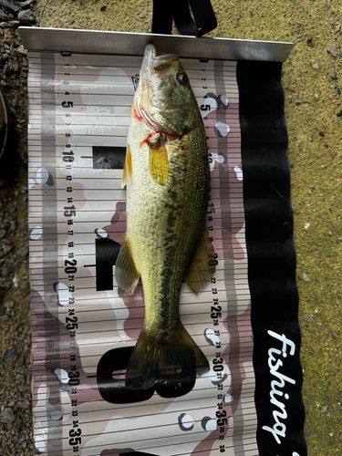 ラージマウスバスの釣果