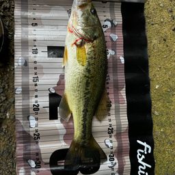 ラージマウスバス