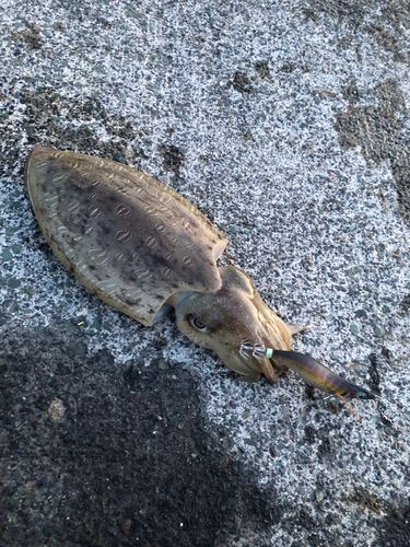 モンゴウイカの釣果