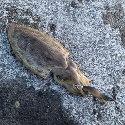 モンゴウイカ