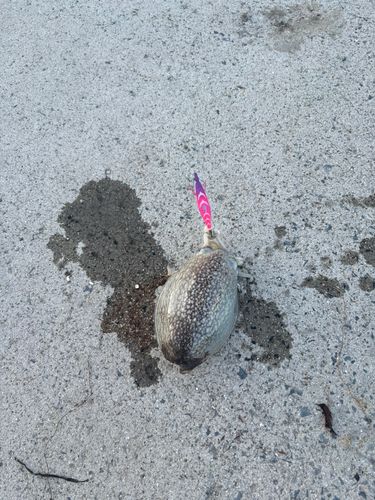 シリヤケイカの釣果