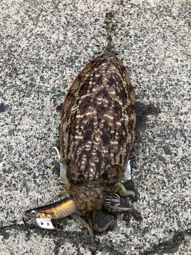 コウイカの釣果