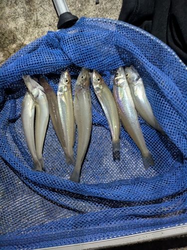 シロギスの釣果