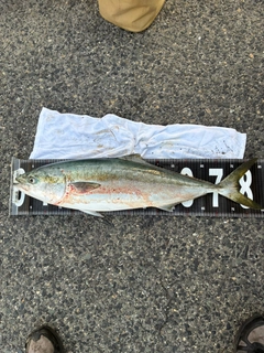 ブリの釣果