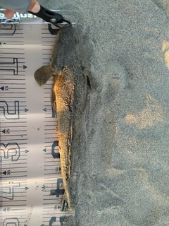 マゴチの釣果