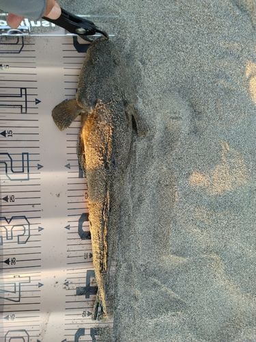 マゴチの釣果