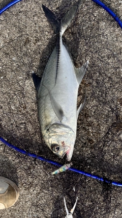 ギンガメアジの釣果