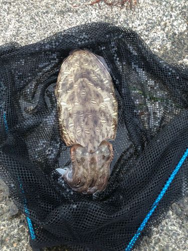 モンゴウイカの釣果