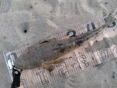 マゴチの釣果