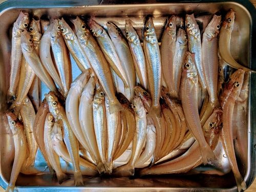 キスの釣果