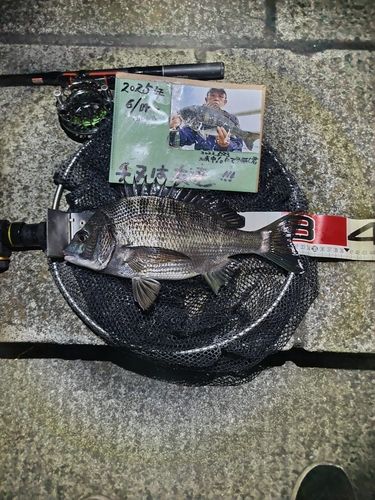チヌの釣果