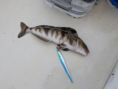 ホッケの釣果