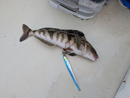 ホッケの釣果