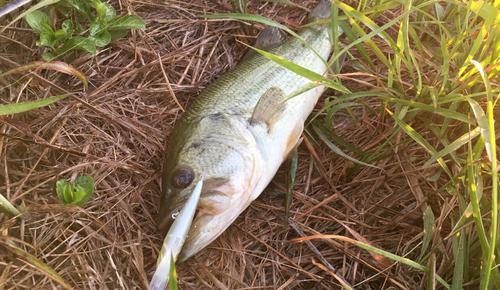 ラージマウスバスの釣果